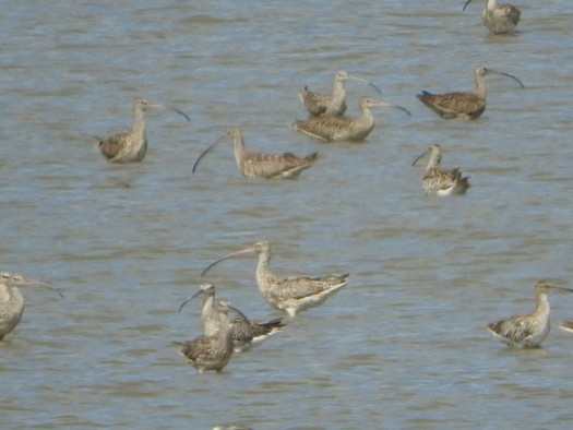 佐賀県東与賀干潟180910「シギ・チドリ」